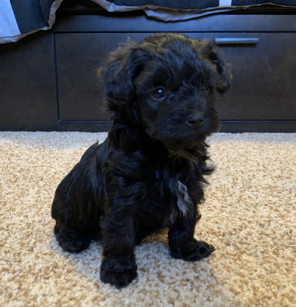 puppy-maltipoo-rocky.jpg