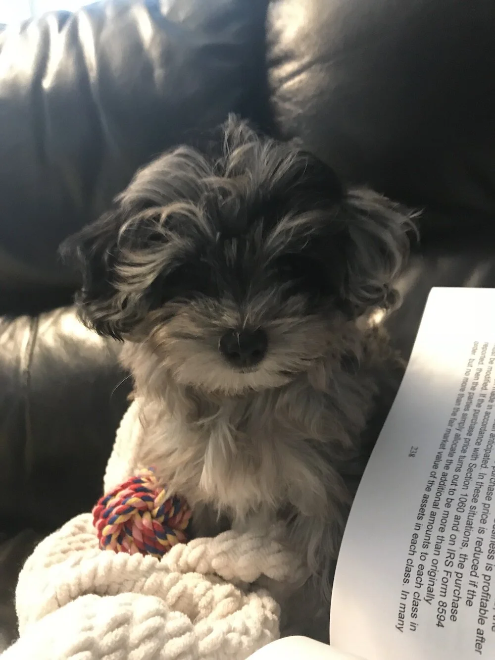 puppy-maltipoo-zhuli-ten-weeks.jpeg