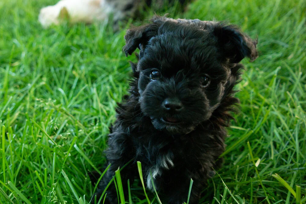 puppy-maltipoo-kona.jpg