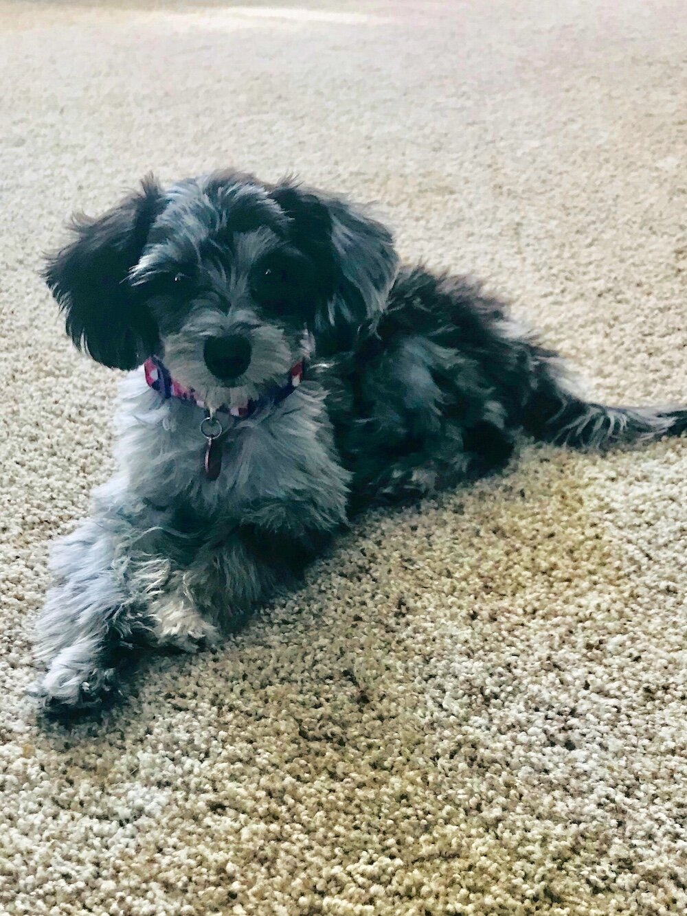 puppy-maltipoo-zhuli-six-months.jpg