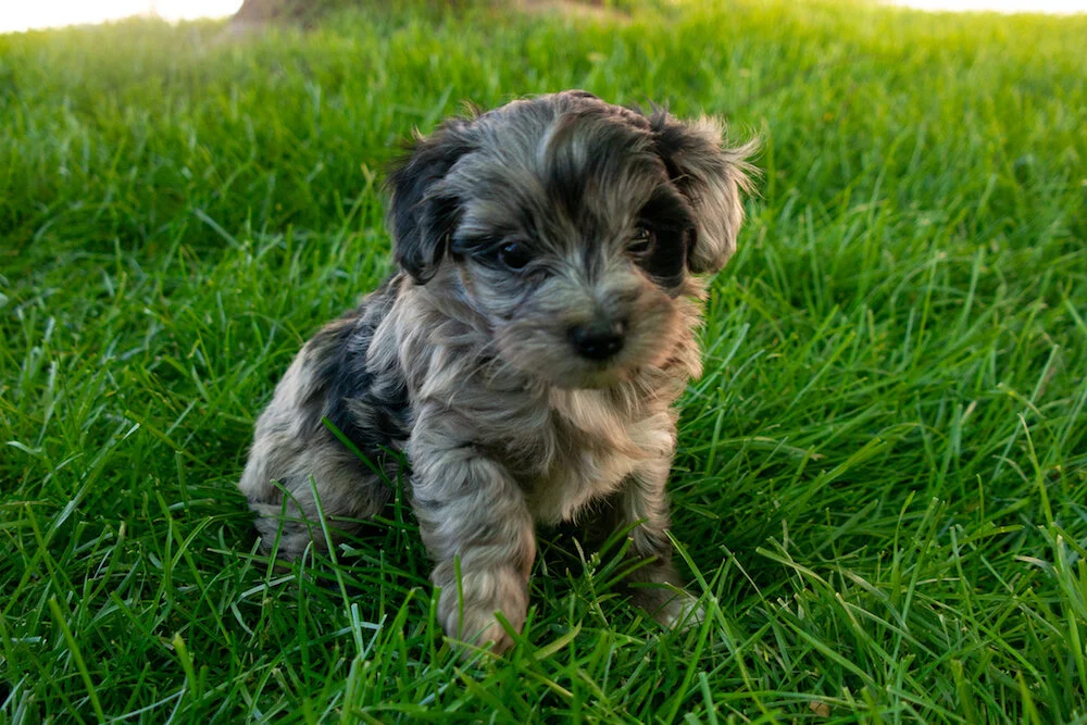 puppy-maltipoo-zhuli.jpg
