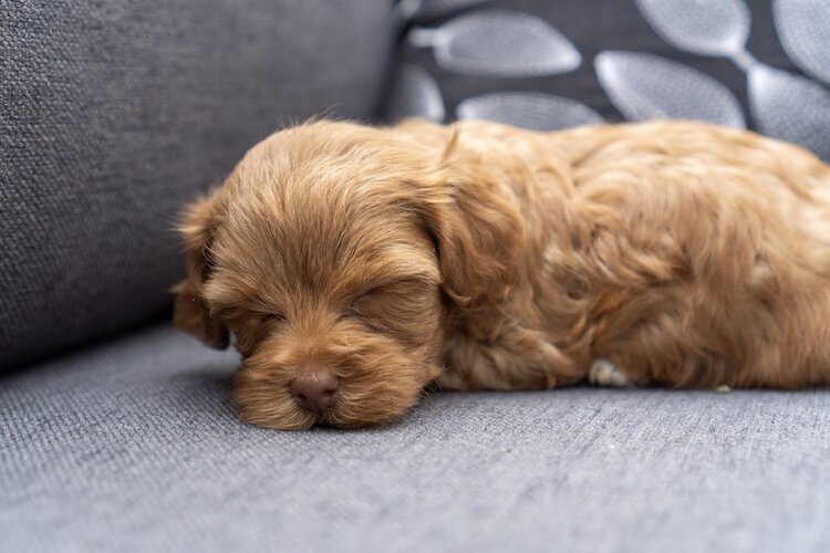 Is Your Maltipoo Getting Enough Sleep Maltipoo Puppies For Sale