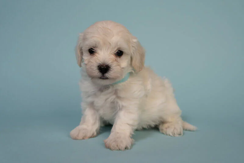 I would highly recommend Mydoodlemaltipoos to anyone