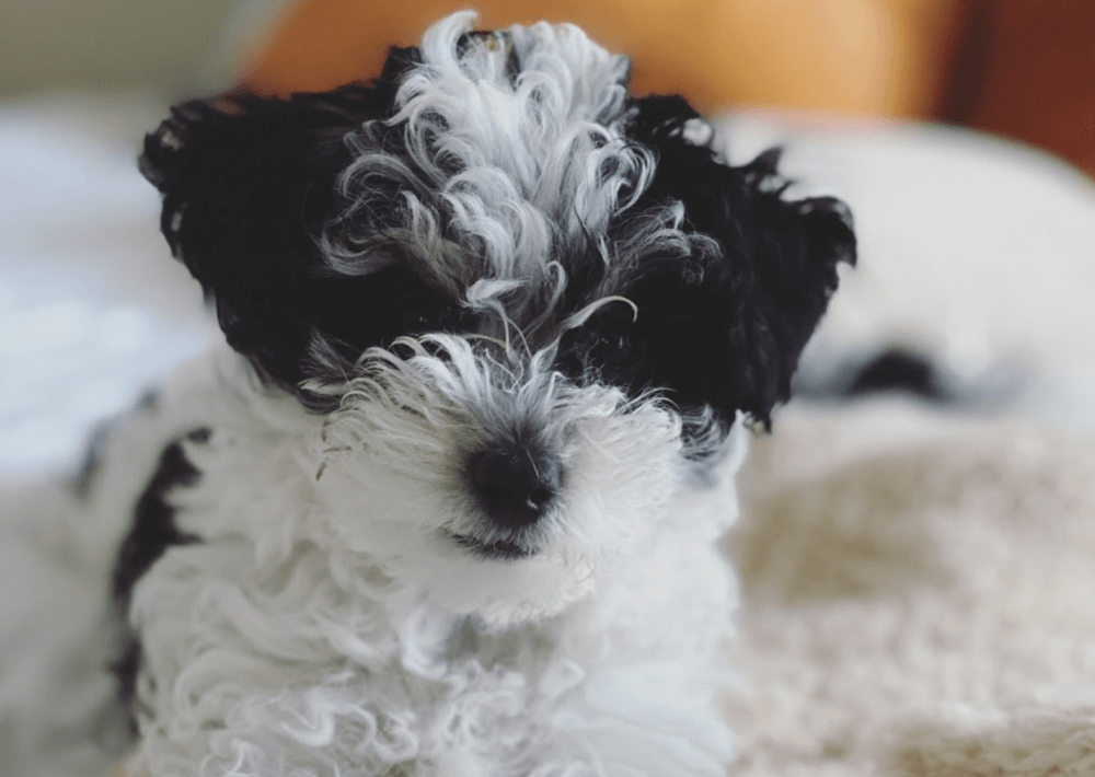 They are very ethical breeders - definitely dog lovers