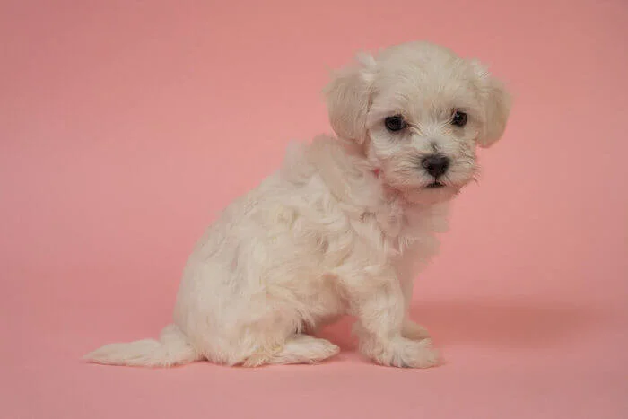 She did the two week school and from day 1 was reliable