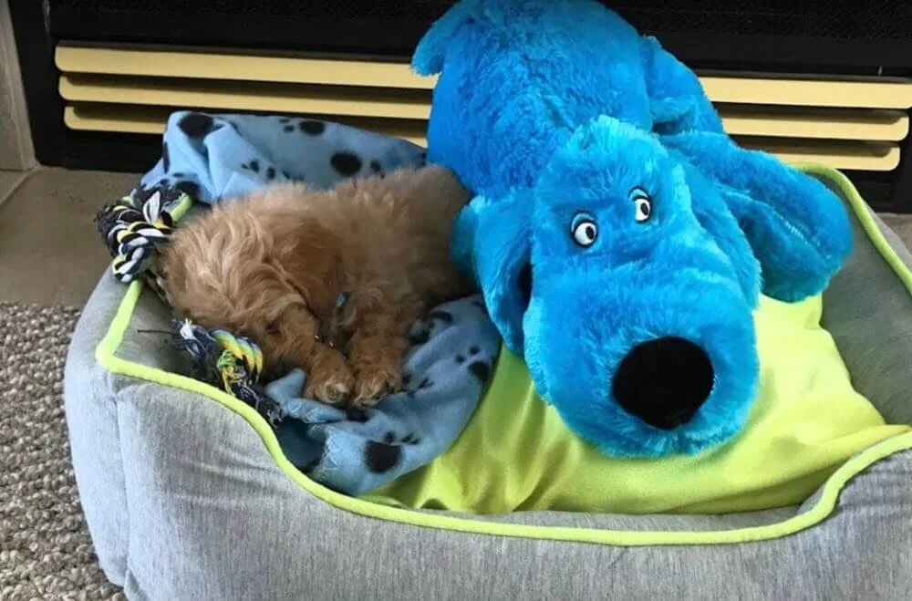 This is definitely a breeder I would use again and again!