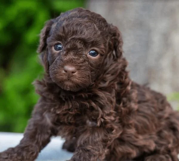 We couldn’t be happier with our pup