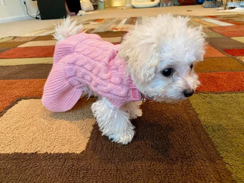 White Maltipoo Wearing a Sweater.