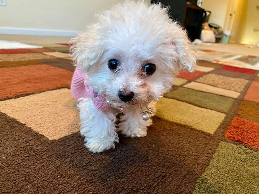 White Maltipoo Wearing a Sweater.