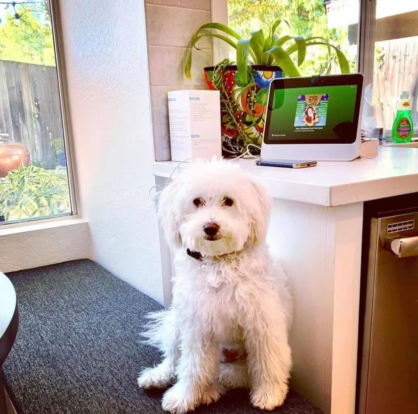 White Maltipoo Sitting by the Counter.