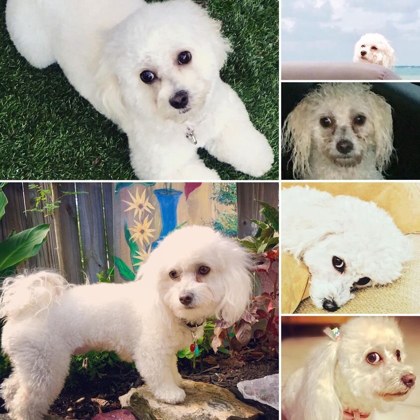 White Maltipoos