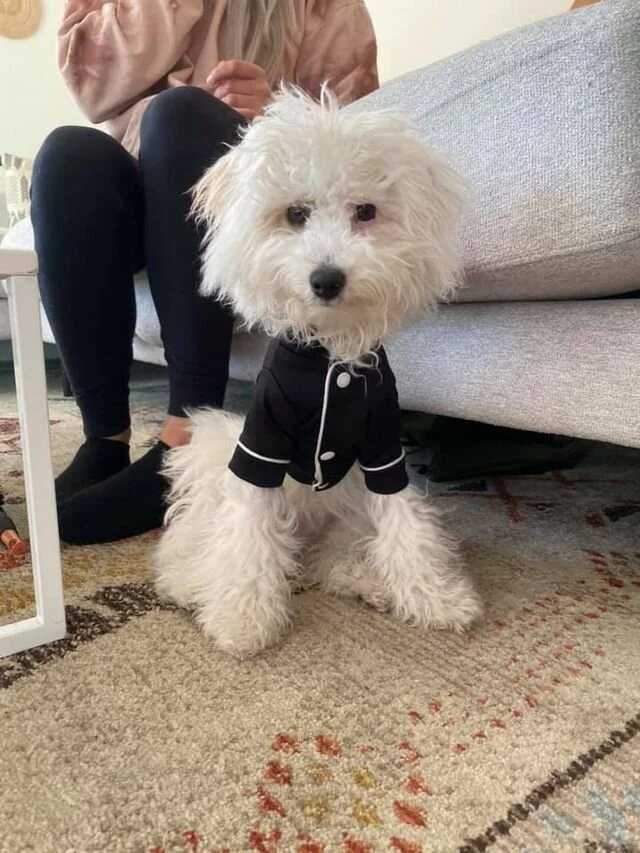 White Maltipoo Wearing a Sweater.