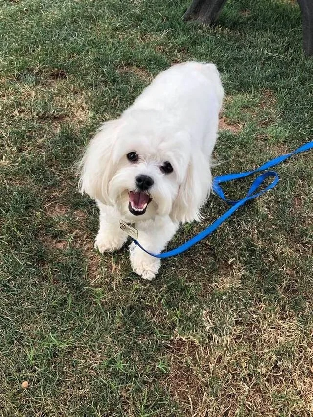White Maltipoo on a Walk.