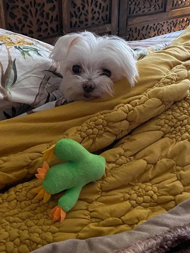 White Maltipoo Laying in Blankets.