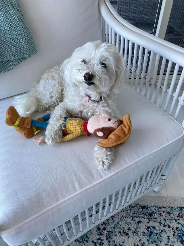 White Maltipoo Laying in a Bed.