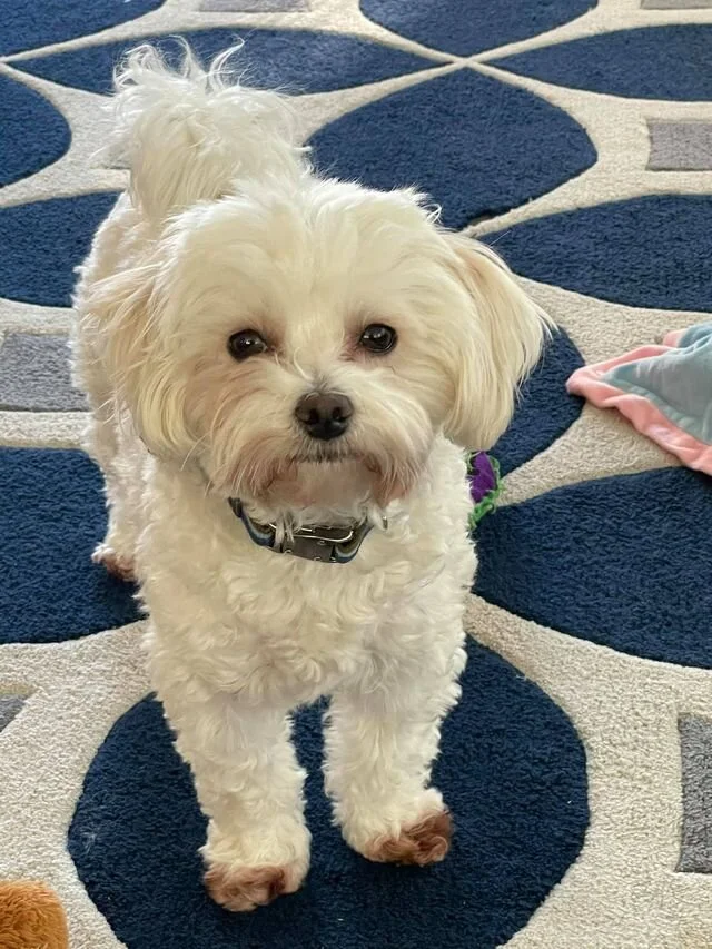 White Maltipoo Looking at the Camera.
