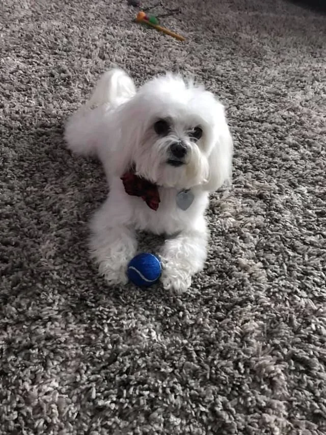 White Maltipoo Looking at the Camera.