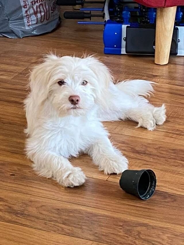 White Maltipoo Laying on the Floor.
