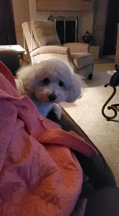White Maltipoo Laying on the Couch.