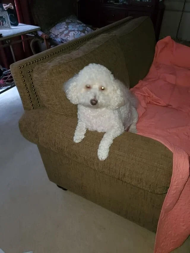White Maltipoo Laying on the Couch.