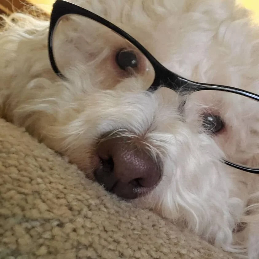 White Maltipoo Wearing Glasses.