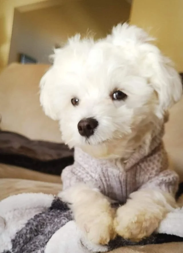 White Maltipoo Wearing a Sweater.