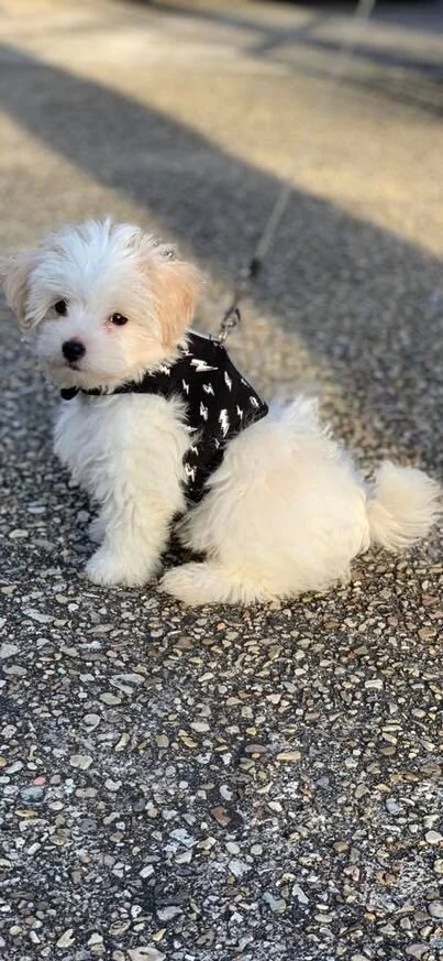 White Maltipoo Wearing a Sweater.