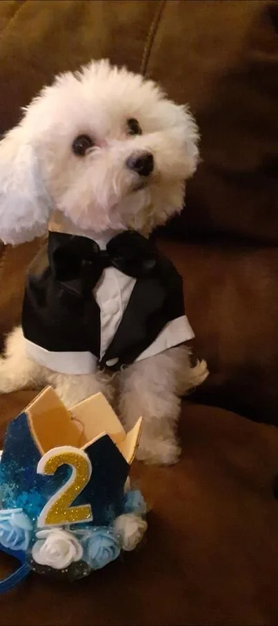 White Maltipoo Wearing a Sweater.