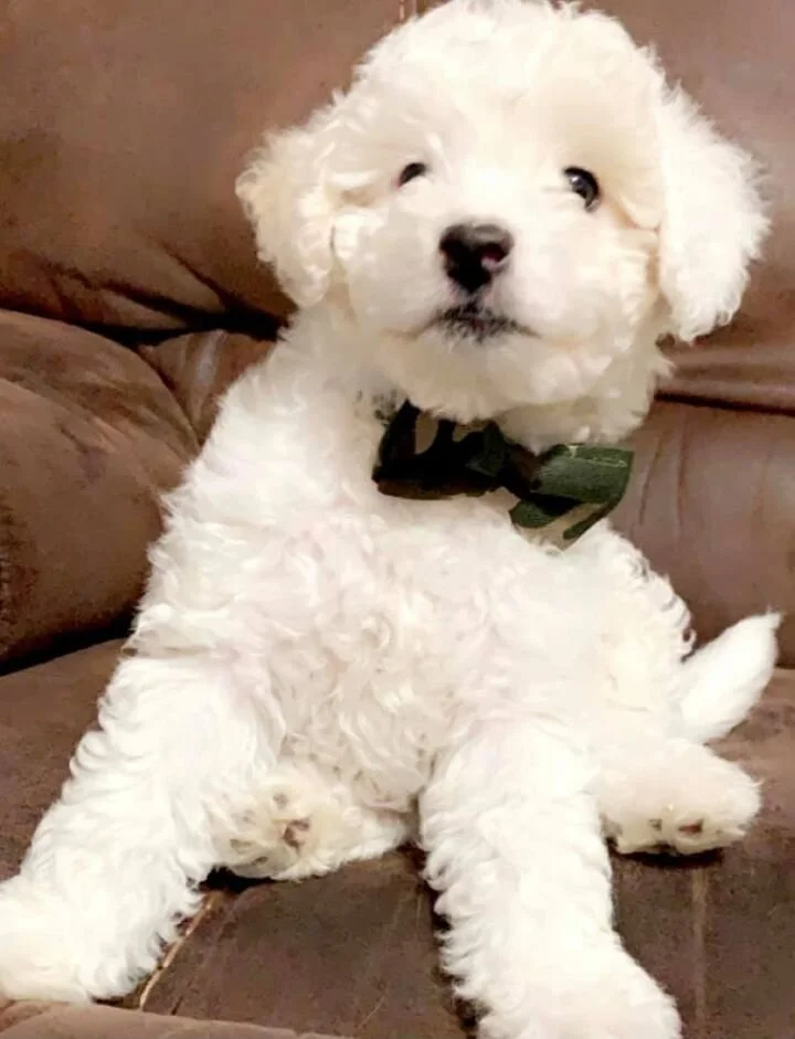 White Maltipoo Wearing a Bow Tie.