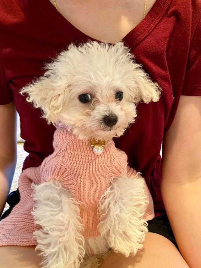 White Maltipoo Wearing a Sweater.