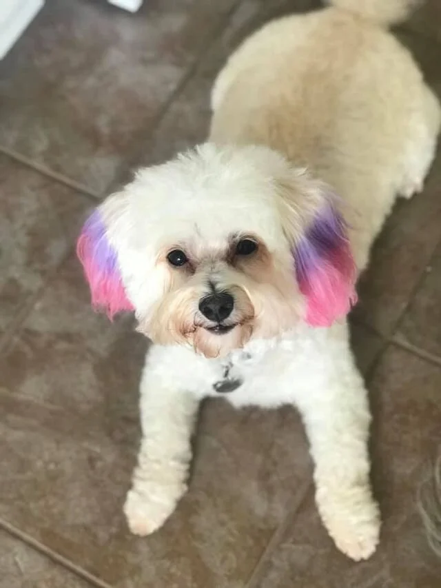 White Maltipoo With Pink Ears.