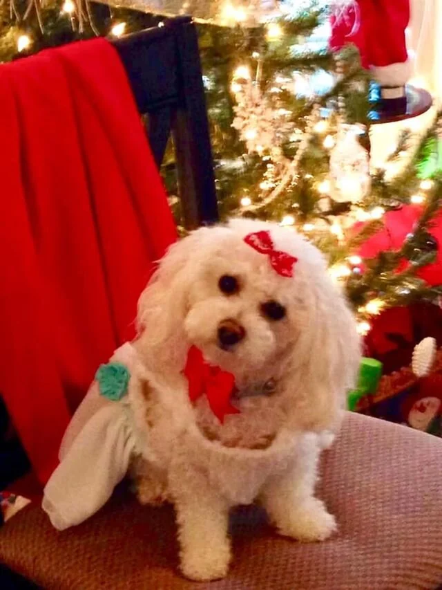 White Maltipoo Wearing a Sweater.