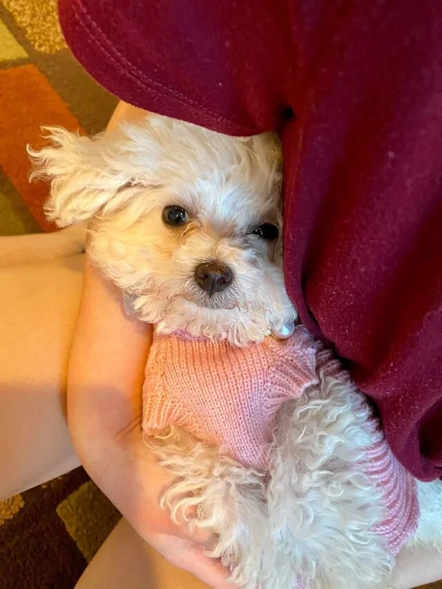 White Maltipoo Wearing a Sweater.