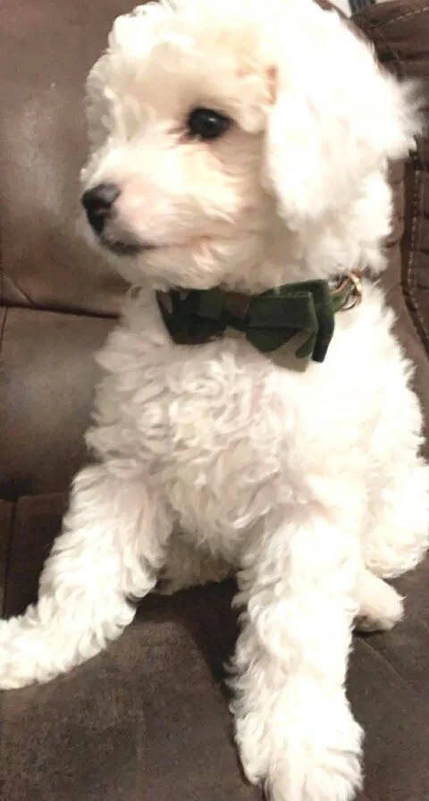 White Maltipoo Wearing a Bow Tie.