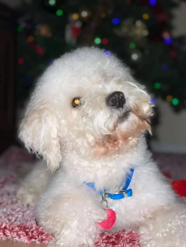 White Maltipoo By a Christmas Tree.