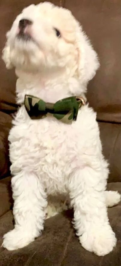 White Maltipoo Wearing a Bow Tie.