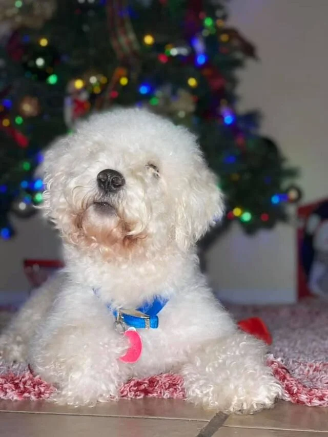 White Maltipoo By a Christmas Tree.