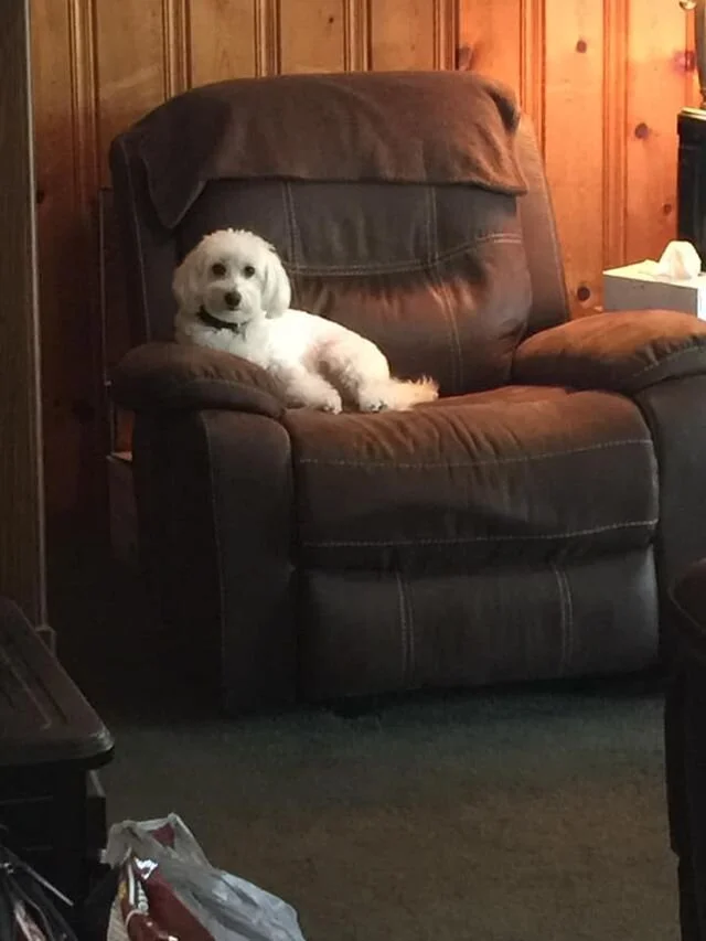 White Maltipoo Laying on the Couch.