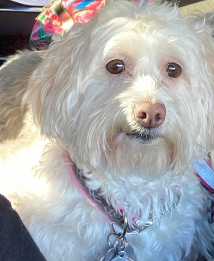 White Maltipoo.