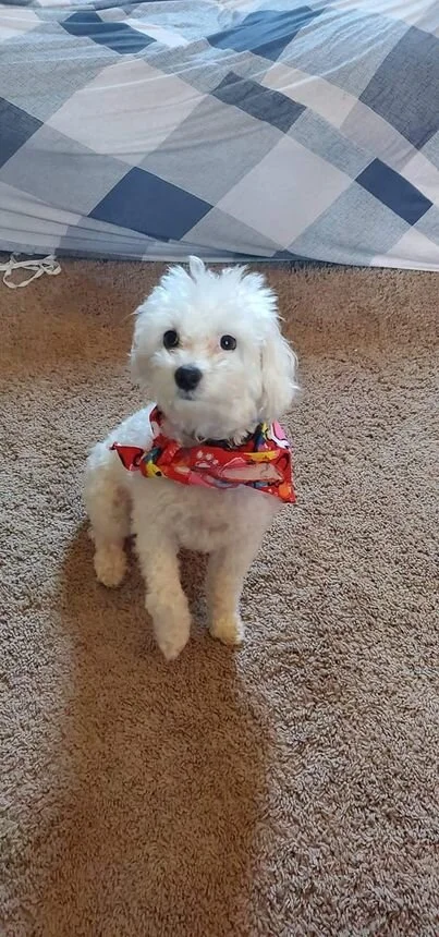 White Maltipoo Wearing a Bandana.