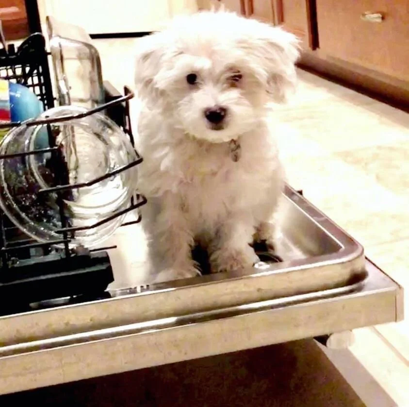 White Maltipoo on the Dishwasher.