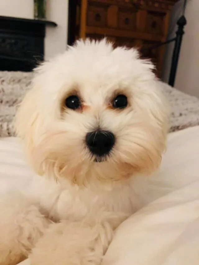 White Maltipoo.