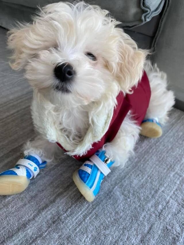 White Maltipoo Wearing Shoes.