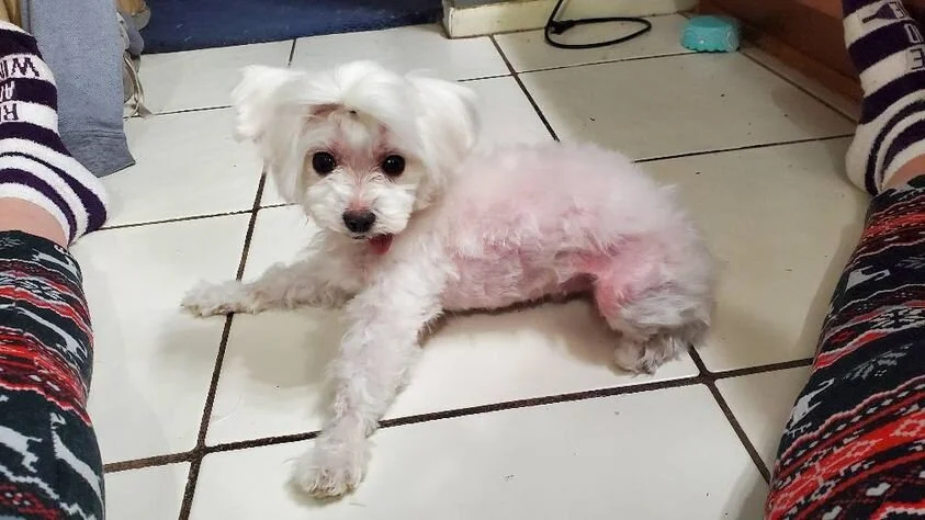 White Maltipoo Sitting on Tile.