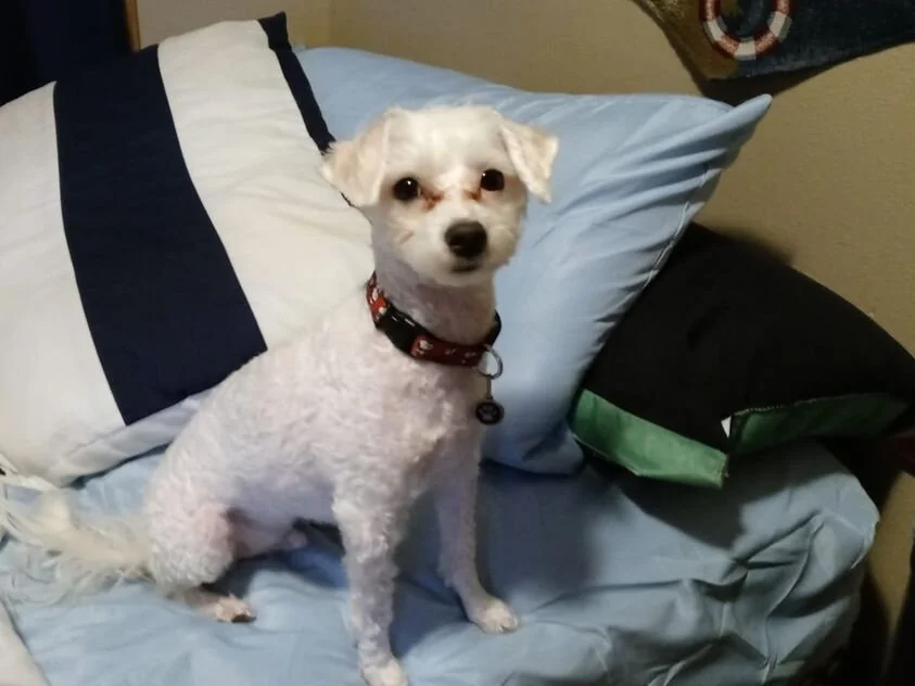 White Maltipoo Sitting on a Bed.