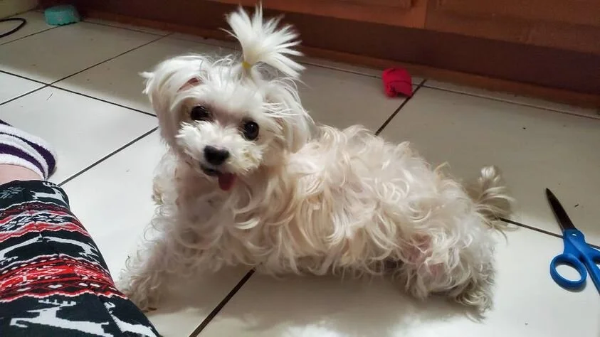 White Maltipoo Sitting on Tile.