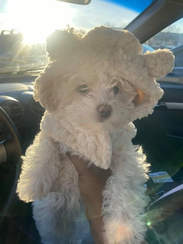 White Maltipoo Wearing a Coat.
