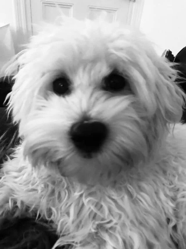 White Maltipoo Looking at the Camera.