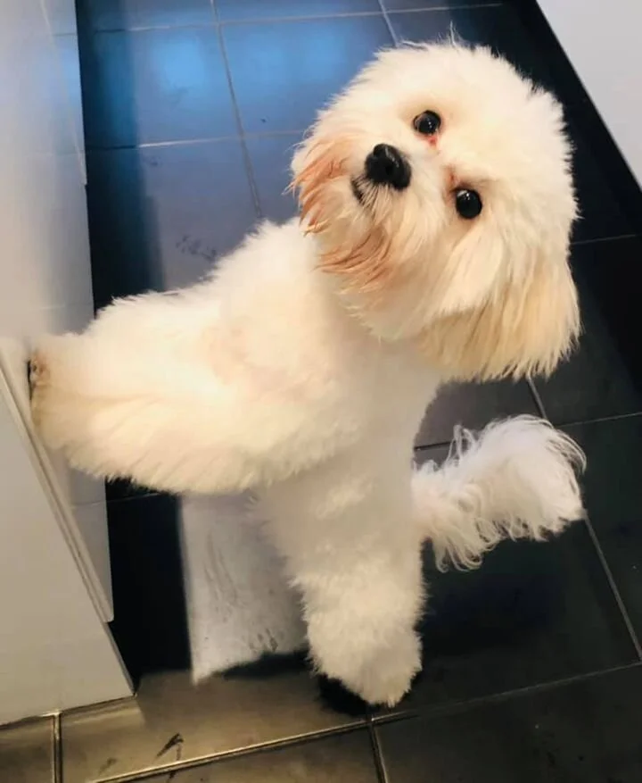 White Maltipoo Standing on its Hind-legs.
