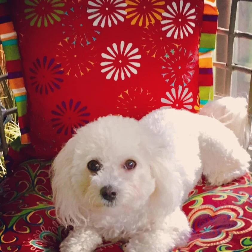 White Maltipoo sitting by the Presents.